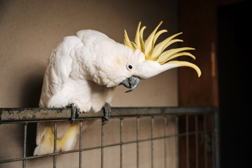 White cockatoo with yellow crest perched on a metal mesh screen. - Australian Stock Image