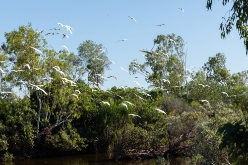 white corella cockatoos in flight over creek in with trees - Australian Stock Image