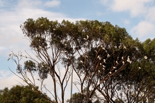 White Corellas gathering in a tree