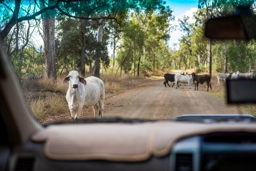 White cow on the dirt road with a herd behind it - Australian Stock Image