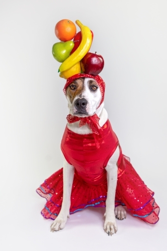 White dog dressed as Carman Miranda - Australian Stock Image