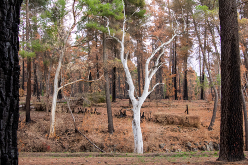 White ghost gum trees after the bushfire - Australian Stock Image