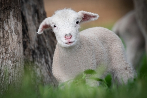 White lamb in field looking at camera - Australian Stock Image