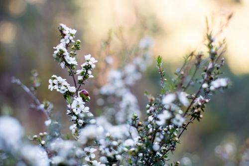 White native flowers adorn a small shrub - Australian Stock Image