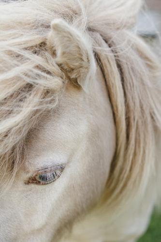 White Pony Detail