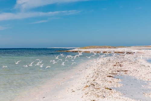 White sand island beach with a flock of seabirds taking flight