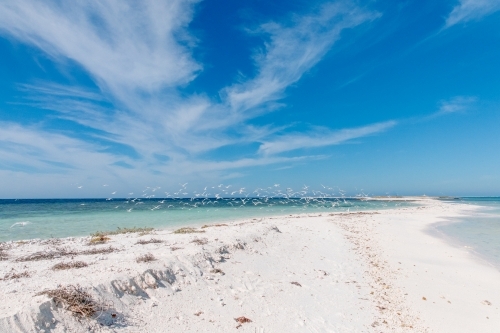 White sands on a flat desert island with turquoise water, blue skies and a flock of white sea birds - Australian Stock Image