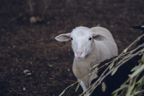 White sheep standing on a wet ground looking at the camera. - Australian Stock Image