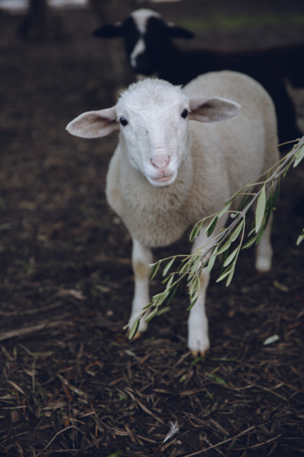 White sheep standing on a wet ground looking at the camera - Australian Stock Image