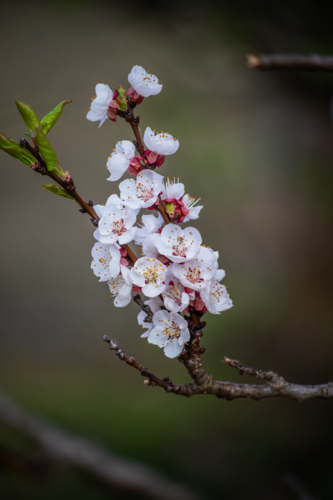 White spring blossoms on a branch against a blurry background - Australian Stock Image