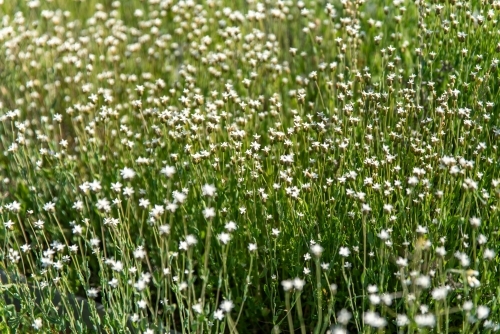 White wild flowers filling frame - Australian Stock Image