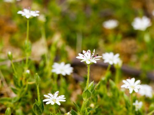 White wildflowers with pink stamens, and assassin bug - Australian Stock Image