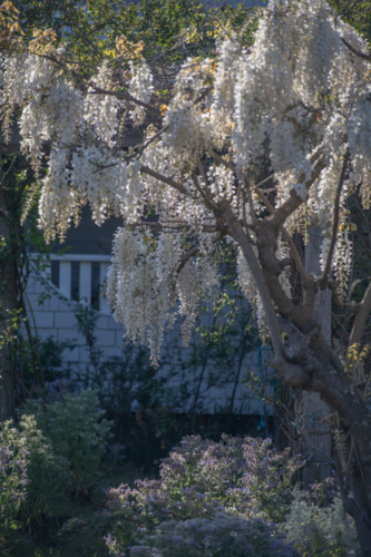 White wisteria blossoms in a tree - Australian Stock Image