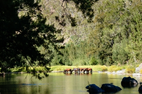 Wild brumbies drinking water from the Guy Fawkes River - Australian Stock Image