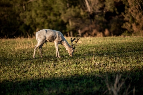 Wild Deer eating grass - Australian Stock Image