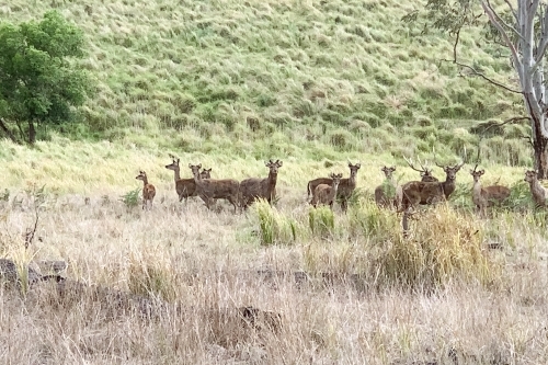 Wild Deer in a green paddock - Australian Stock Image