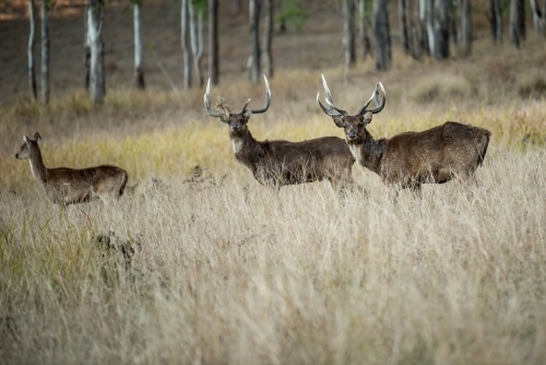 Wild Deer stags - Australian Stock Image