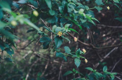 Wild flowers - Australian Stock Image