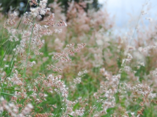 Wild grass flowering on an embankment - Australian Stock Image