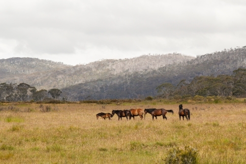 Wild horses brumbies grazing in open grassy field - Australian Stock Image