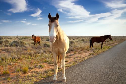 Wild horses wander the roadside - Australian Stock Image