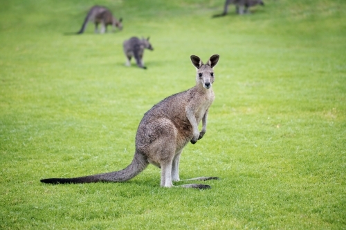 wild juvenile eastern grey kangaroo with other kangaroos from its mob in the back ground - Australian Stock Image