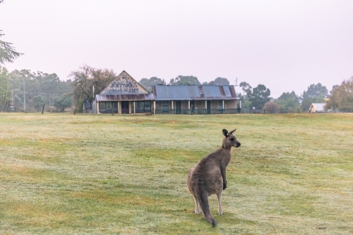 Wild kangaroo in the historic gold mining town of Hill End - Australian Stock Image