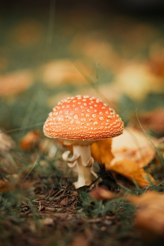 Wild red mushrooms growing among autumn leaves in the Blue Mountains - Australian Stock Image