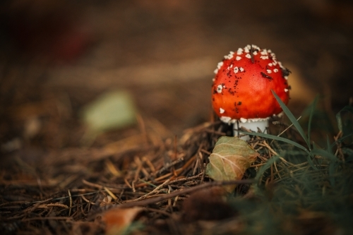 Wild red mushrooms growing among autumn leaves in the Blue Mountains - Australian Stock Image