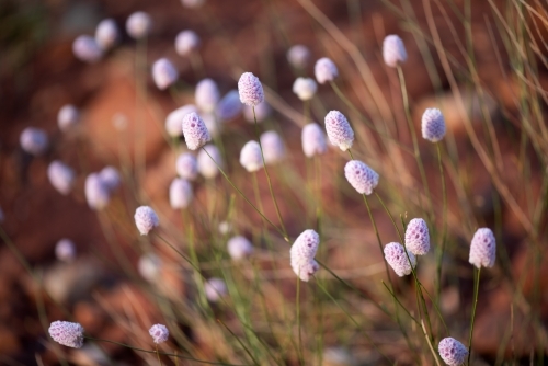 Wild roadside mulla mulla in morning light - Australian Stock Image