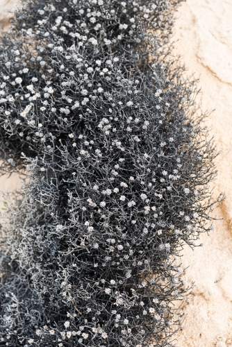 Wild sea daisies close up in the sand - Australian Stock Image