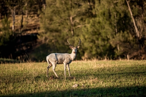 Wild white deer in a paddock - Australian Stock Image