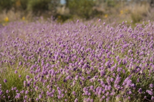 Wildlowers in the Pilbara region - Australian Stock Image