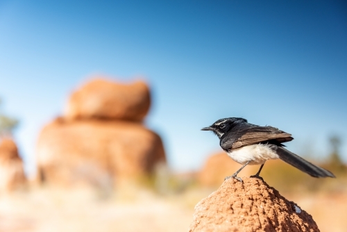 Willy wagtail bird sitting on an ant hill while large rock formations sitting on top of each other - Australian Stock Image