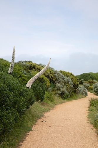 Winding dirt path with tall plants and shrubbery on both sides - Australian Stock Image
