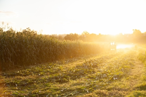 Windrows and standing crop in farm paddock at sunset - Australian Stock Image