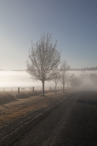 Winter trees on a misty morning next to a country road - Australian Stock Image