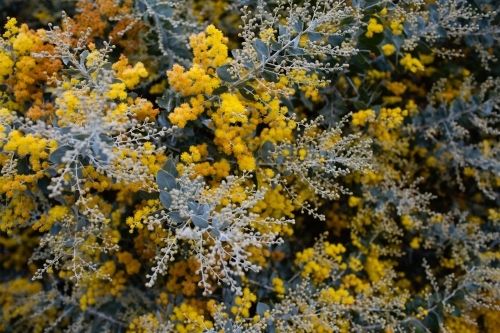 winter wattle tree in bloom - Australian Stock Image