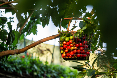 wire basket of fresh vegetables harvested from garden - Australian Stock Image