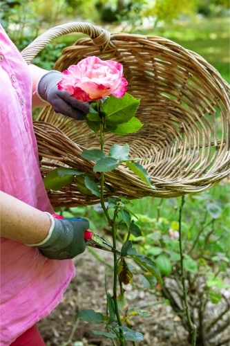 Woman cutting roses in the garden - Australian Stock Image