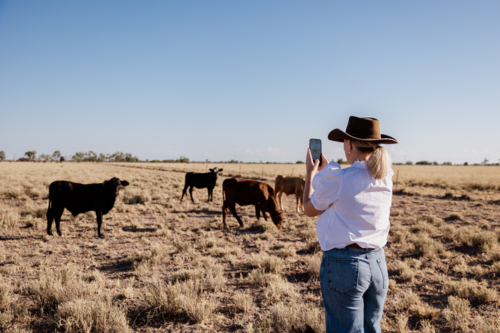 Woman holding phone taking photos of herd of cattle - Australian Stock Image
