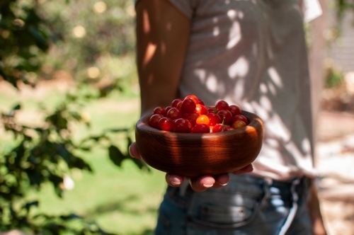 Woman holding wooden bowl full of home-grown tomatoes - Australian Stock Image