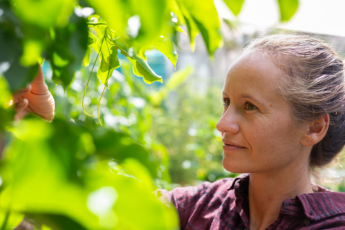 Woman inspecting passion fruit vine in lush green garden on sunny spring day - Australian Stock Image
