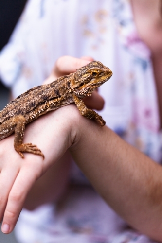 Woman interacting with pet bearded dragon lizard - Australian Stock Image