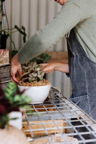 Woman Kokedama Planting - Australian Stock Image