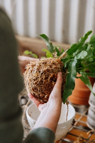 Woman Kokedama Planting - Australian Stock Image