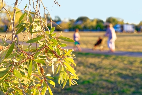 Woman pushing a pram with children through a park at sunset - Australian Stock Image