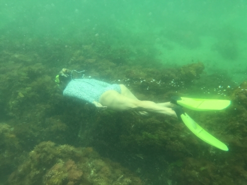 Woman snorkelling over coral - Australian Stock Image