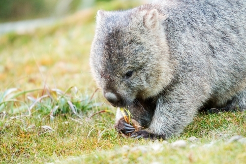 wombat eating grass - Australian Stock Image