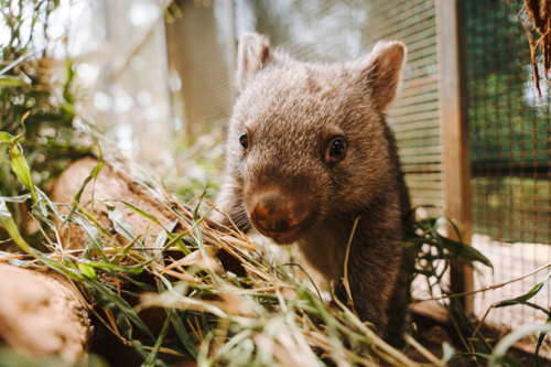 Wombat getting through the grass and wood in the foreground in an enclosure. - Australian Stock Image